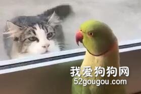 這貓被鸚鵡隔著玻璃窗調戲了一番，一臉的不爽，貓臉丟大發了！
