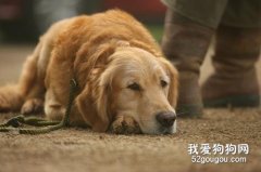 狗狗會無聊嗎，狗狗無聊都會做什么