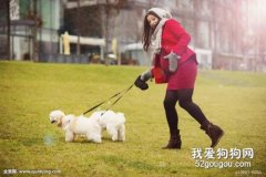 遛狗這件事，并不是僅僅出去走一走...