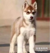 那些年，被寵物店拉黑的狗子們...