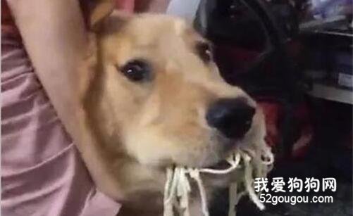 大金毛偷吃生面條，被抓包還裝無辜：我說不是我吃的，你信不？