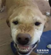 這只狗狗三番兩次被遺棄，竟是因為它愛笑..