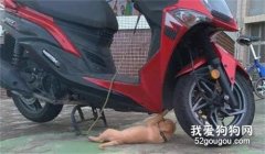 小狗鉆進車底查看底盤，姿勢超專業，網友：可以預約修車嗎？