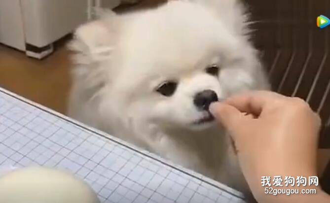 主人給狗狗吃饅頭，結果...心疼狗狗一秒！