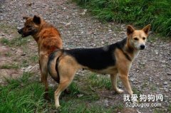 狗狗交配的尷尬事解說