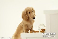 狗糧怎么選？狗糧挑選技巧？