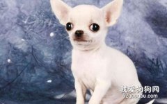吉娃娃喂養需要注意哪些？