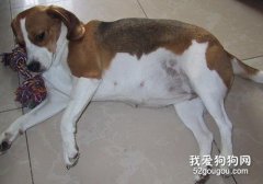 狗狗在什么情況下會難產？