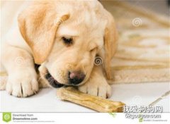 小狗可以經常吃骨頭嗎？