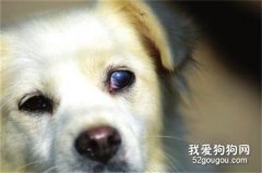 狗狗白內障的癥狀和治療