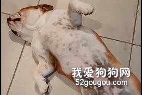 裝死能解決問題嗎？狗子表示：能！