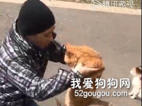 男子被這只橘貓黏住，甩都甩不掉，抱走后，馬上又跑上來