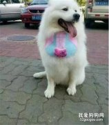 薩摩一頭跳進糞坑，說好的變“天屎”難道是這個意思？