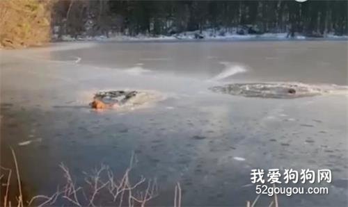 兩只狗狗掉進冰窟窿，男子留下句話就跳湖營救，簡直帥呆！