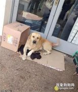 主人去世，不知情狗狗在醫院門口苦等七天：說好一起回家的...