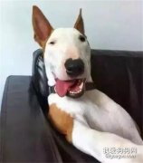 看完這些狗子的自拍照，心情莫名的大好...