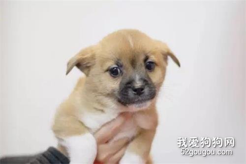 如果你想養狗，一定要看看這篇文章