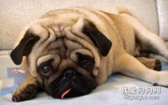 怎么區分巴哥犬品相好不好