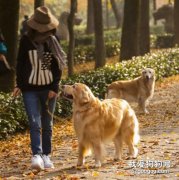 你做了什么，狗狗會傷心？