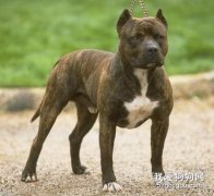 比特犬選購知識：比特犬優缺點你知道多少？