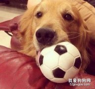 狗狗的一生只有短短10年年華嗎？