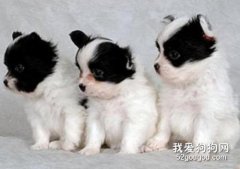 那幾種狀態下的狗狗不適合出門？