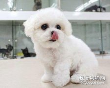 給大家推薦幾個適合上班一族既好養，又不容易掉毛的狗狗。