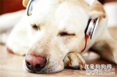 狗狗喜歡聽什么音樂？