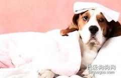 秋冬季節狗狗容易染上犬細小病毒嗎?
