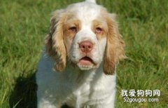 老年犬該怎么護理該?怎么安度晚年?