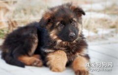 德國牧羊犬幼犬如何喂養?