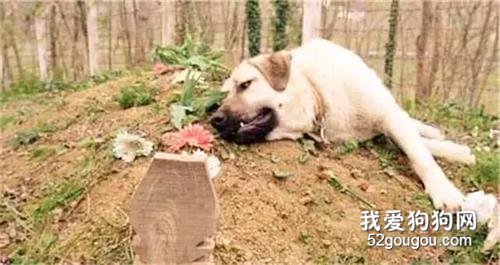記憶力幾乎為零的老狗，唯獨不忘這件事...
