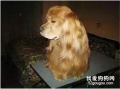狗狗絕育后變胖了？責任都在你....