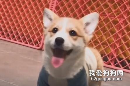 從小萌到大！柯基是什么小甜心啊，趕緊過來吸！