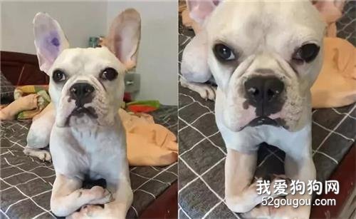 狗狗慘遭分手情侶拋棄，拜托廣大情侶們還它們一條生路！