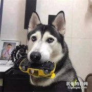 二哈叼著小汽車一整天，主人以為狗子是特別喜歡，沒想到竟是卡住了！