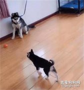 小二哈發現大狗被拴著，上去就是一頓兇，笑噴了！