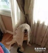 跟狗子們玩捉迷藏，你猜...它們會躲在哪？