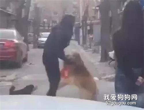 網友回家路上忽然被一只金毛撲倒，仔細一看原來是她5年前走丟的狗狗！