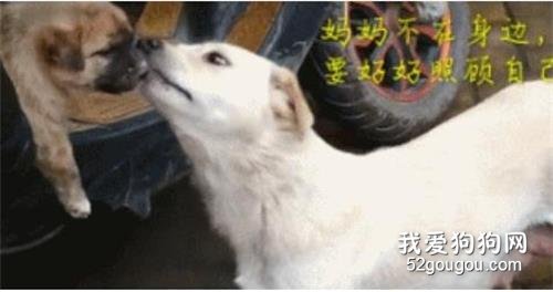 為了孩子能活下去，流浪狗媽媽親自送走自己的孩子！