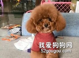 泰迪不愿意去洗澡，主人說給它好吃的，泰迪反應亮了