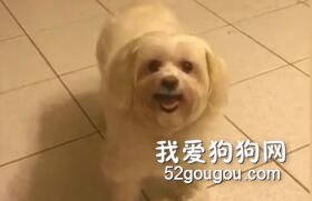 狗狗凌晨四點硬叫主人去客廳，伸出爪子拍飯桌：我要吃飯！
