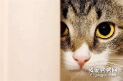為什么貓和狗成為了人類的寵物？