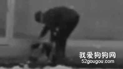 寒冬里，他把身上僅有的一件外套給了流浪狗...