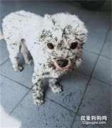 狗子洗完澡出去玩幾分鐘，回來后竟變成了刺猬，主人氣得血壓都高了！