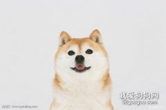 柴犬的優缺點有哪些？