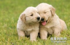 狗狗生命中難忘的幾件事情