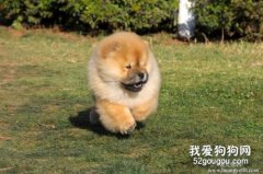 松獅吃什么? 松獅怎么養?