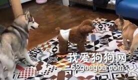 勸架也是個技術活兒，汪星人提醒您：請不要輕易嘗試......