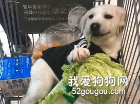 偷拍狗子偷吃的瞬間，狗子為了口吃的真是拼盡了全力......